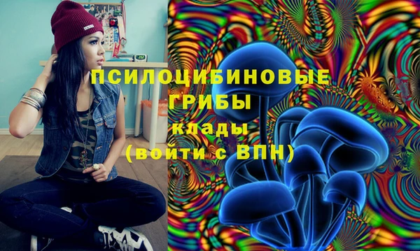 PSILOCYBIN Белокуриха
